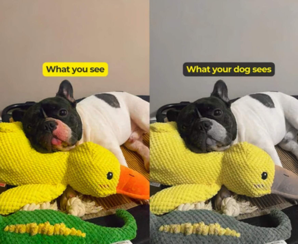 Oraventra® Calming Duck Toy